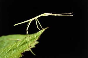 Queensland Titan stick insect Queensland Titan stick insect