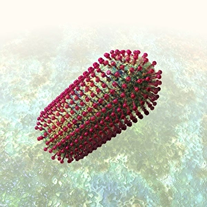 Rabies virus particle, artwork C016/9155 Rabies virus particle, artwork C016/9155