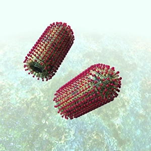 Rabies virus particles artwork C016/9159 Rabies virus particles artwork C016/9159