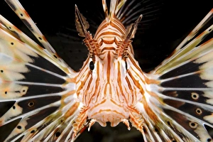 Radial lionfish Radial lionfish