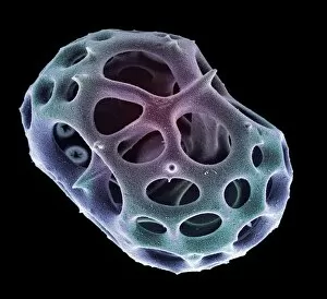 Images Dated 19th November 2002: Radiolarian planktonic protozoan, SEM