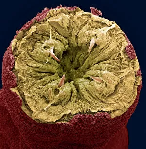 Images Dated 31st May 2007: Ragworm mouth, SEM