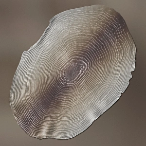 Rainbow trout scale, SEM Rainbow trout scale, SEM