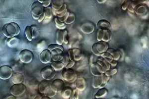 Red blood cells, light micrograph C016/3035