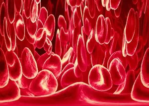 Images Dated 3rd October 2001: Red blood cells, SEM