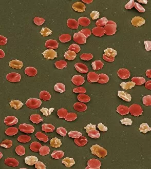 Images Dated 18th October 2002: Red blood cells, SEM