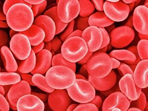 Specialist Imaging Gallery: Red blood cells, SEM