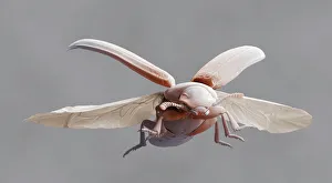 Red flour beetle in flight Red flour beetle in flight