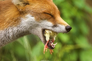 Red fox eating a chick Red fox eating a chick