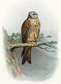 Bird Collection: Red kite, historical artwork