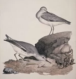 Red Knot Gallery: Red knot, 19th century C013 / 6400