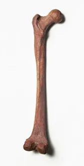 Red Lady of Paviland femur C016/5028 Red Lady of Paviland femur C016/5028