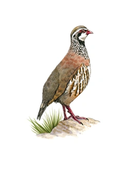Red-legged partridge, artwork. C016/3228 Red-legged partridge, artwork. C016/3228