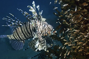 Red lionfish hunting over a reef Red lionfish hunting over a reef