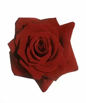 Images Dated 20th July 2008: Red rose (Rosa Grand Prix )
