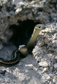 Red-sided garter snakes Red-sided garter snakes