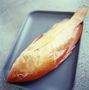 Prints of Red snapper fish on a roasting tray Images Dated 2004 August: Red Snapper Print on Roasting Tray