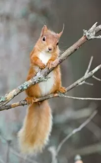 Threatened Gallery: Red squirrel on a branch