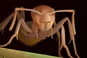 Red wood ant Red wood ant