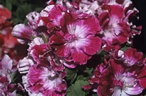 Images Dated 24th June 2005: Regal geranium Peters Choice flowers