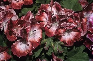Images Dated 24th June 2005: Regal geranium Turkish Coffee flowers