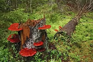 Saprophytic Gallery: Reishi fungus
