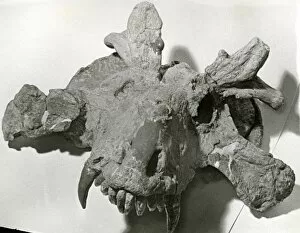 Images Dated 10th March 2005: Reptile skull