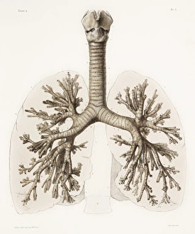 Respiratory anatomy, 19th Century artwork Respiratory anatomy, 19th Century artwork