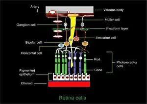 Retina structure