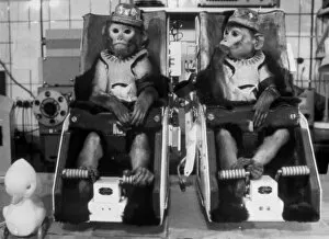 Images Dated 8th July 1997: Rhesus monkeys used in Soviet space research