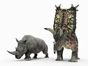 Ceratopsians Gallery: Rhino and Pentaceratops dinosaur