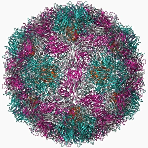 Biochemistry Gallery: Rhinovirus 16 capsid, molecular model F006 / 9431
