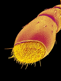 Rice weevil antenna, SEM Rice weevil antenna, SEM