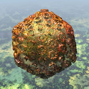 Rift Valley fever virus particle, artwork C016/9160 Rift Valley fever virus particle, artwork C016/9160