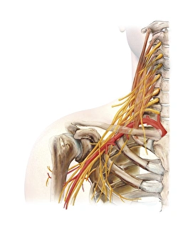 Scapula Gallery: Right shoulder and nerve plexus, artwork C016 / 6811