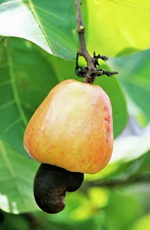 Ripe cashew nut Ripe cashew nut