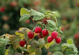 Images Dated 24th May 2004: Ripe fruit hanging from a raspberry bush