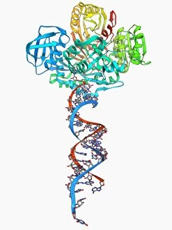 Biochemistry Gallery: RNA-induced silencing complex F006 / 9586