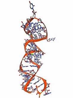 RNA stem-loop motif, molecular model F006/9544 RNA stem-loop motif, molecular model F006/9544