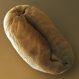 Roasted coffee bean, SEM Roasted coffee bean, SEM