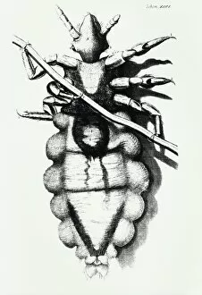 Images Dated 4th October 2002: Robert Hookes drawing of a human louse