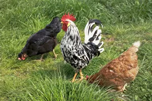 Trio Gallery: Rooster with chickens