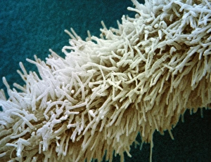 Root hairs of marjoram Root hairs of marjoram