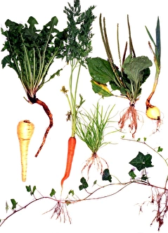 Root systems Root systems