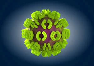 Ross River virus particle, artwork C013/4641 Ross River virus particle, artwork C013/4641