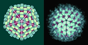 Rotavirus particle, artwork and TEM Rotavirus particle, artwork and TEM