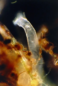 Rotifer Rotifer