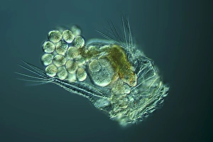 Rotifer with eggs, light micrograph C016/8587 Rotifer with eggs, light micrograph C016/8587
