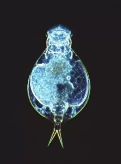Images Dated 30th May 2001: Rotifer worm, light micrograph