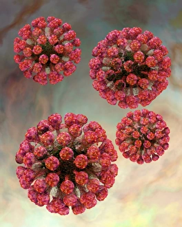 Rubella virus particles, artwork C016/9332 Rubella virus particles, artwork C016/9332